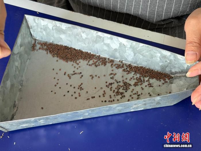 “飞天”归来丰富种质资源 浙江台州太空西蓝花育种迎突破  第2张