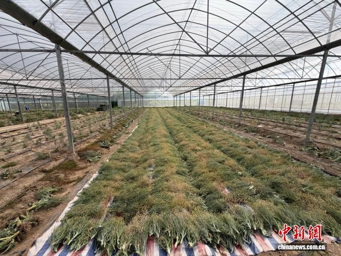 “飞天”归来丰富种质资源 浙江台州太空西蓝花育种迎突破  第1张