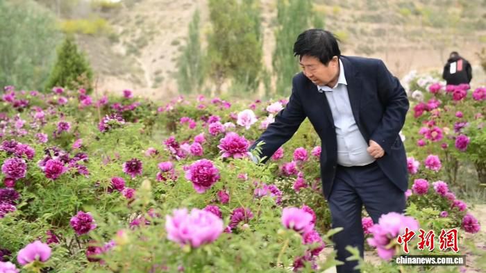 寒旱牡丹破界生长：耐零下43℃，从陇原荒山香飘海外  第2张