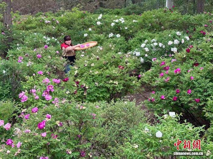 寒旱牡丹破界生长：耐零下43℃，从陇原荒山香飘海外  第1张