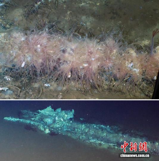 中科院深海所联合多国团队揭示海底深渊鲸落生态系统  第2张