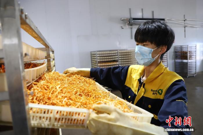 乡村行·看振兴）菌香漫林间 内蒙古东部小县城食用菌产业多点“开花”  第3张