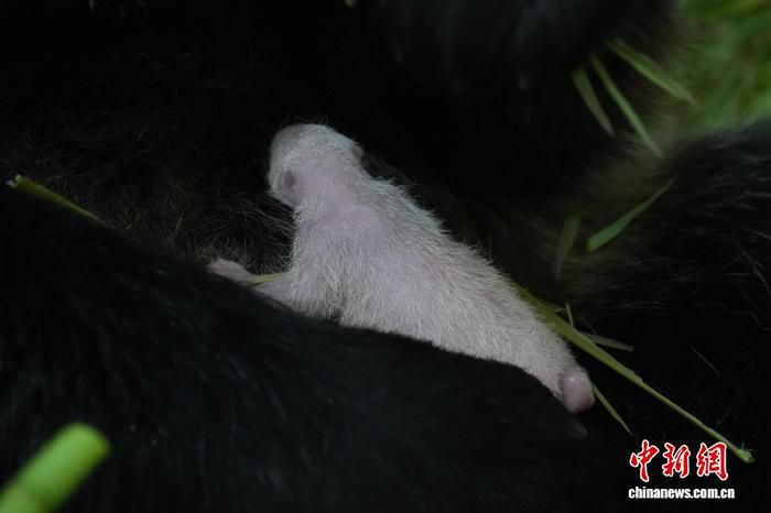 大熊猫“恩恩”在卧龙神树坪基地顺利产仔 系本年度首只幼崽  第1张