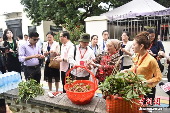 美国、新加坡等四国驻穗官员及侨领赴广东茂名考察，关注600亿元特色农业产业集群  第1张