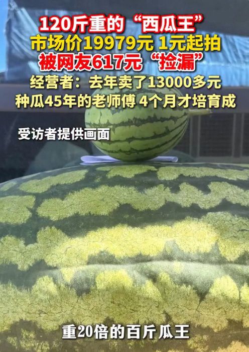 120斤"西瓜王"仅617元成交!买家花3个瓜的钱捡漏巨瓜  第1张