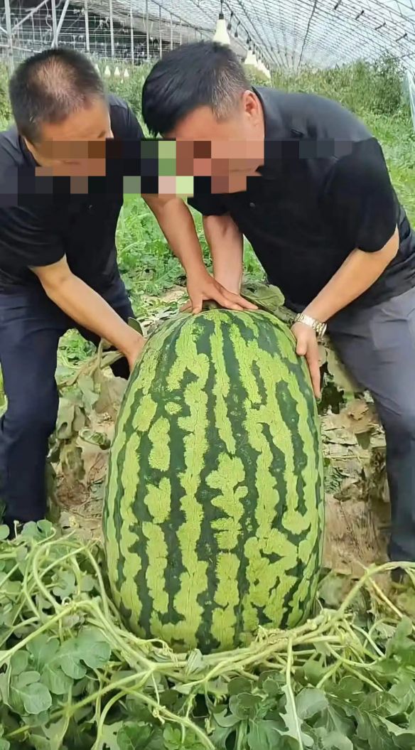 120斤"西瓜王"仅617元成交!买家花3个瓜的钱捡漏巨瓜  第3张
