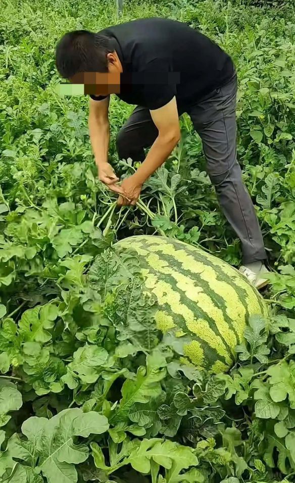 120斤"西瓜王"仅617元成交!买家花3个瓜的钱捡漏巨瓜  第2张