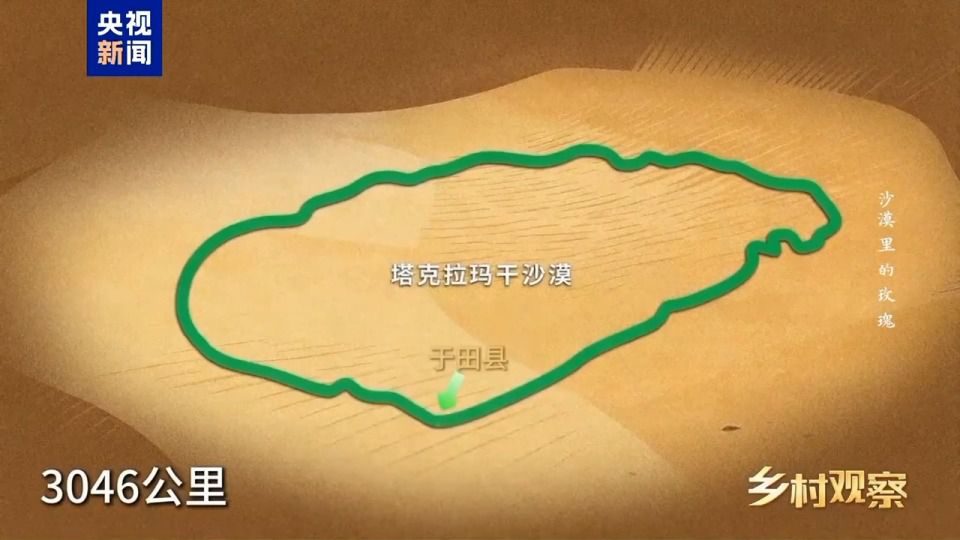 和田8万亩沙漠玫瑰进入采收期 科学治沙与产业开发并行  第3张