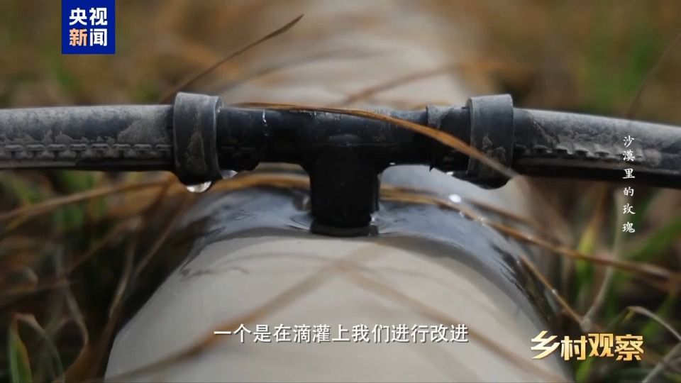 和田8万亩沙漠玫瑰进入采收期 科学治沙与产业开发并行  第7张