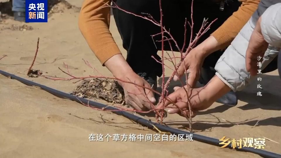 和田8万亩沙漠玫瑰进入采收期 科学治沙与产业开发并行  第6张
