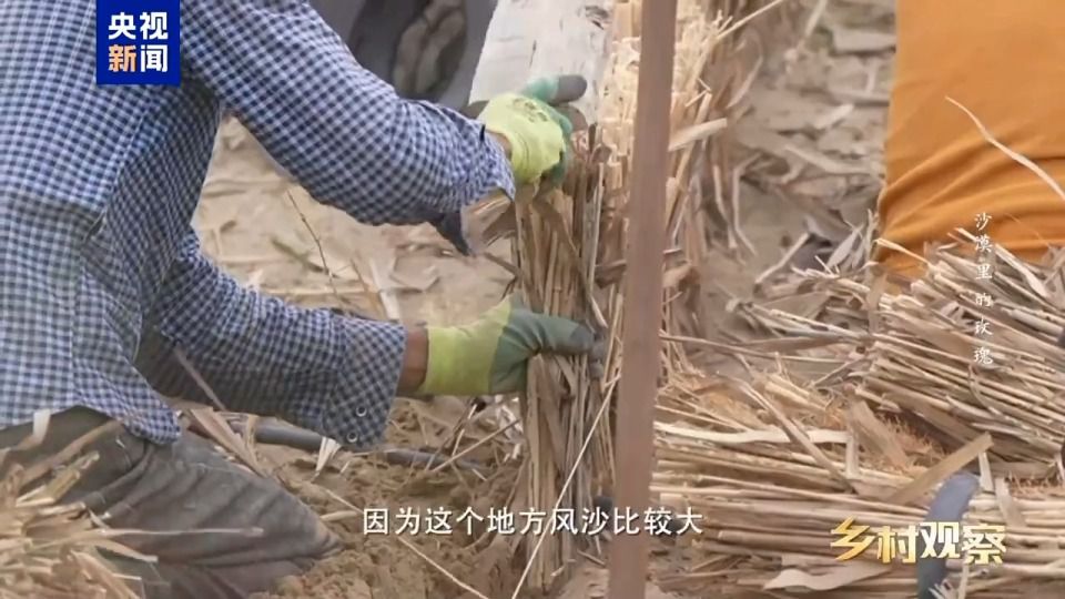 和田8万亩沙漠玫瑰进入采收期 科学治沙与产业开发并行  第5张