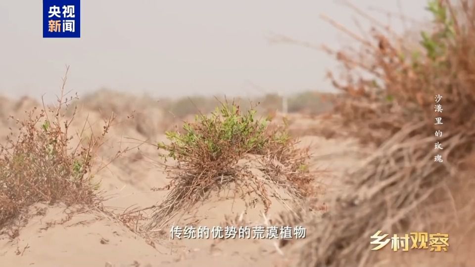 和田8万亩沙漠玫瑰进入采收期 科学治沙与产业开发并行  第9张
