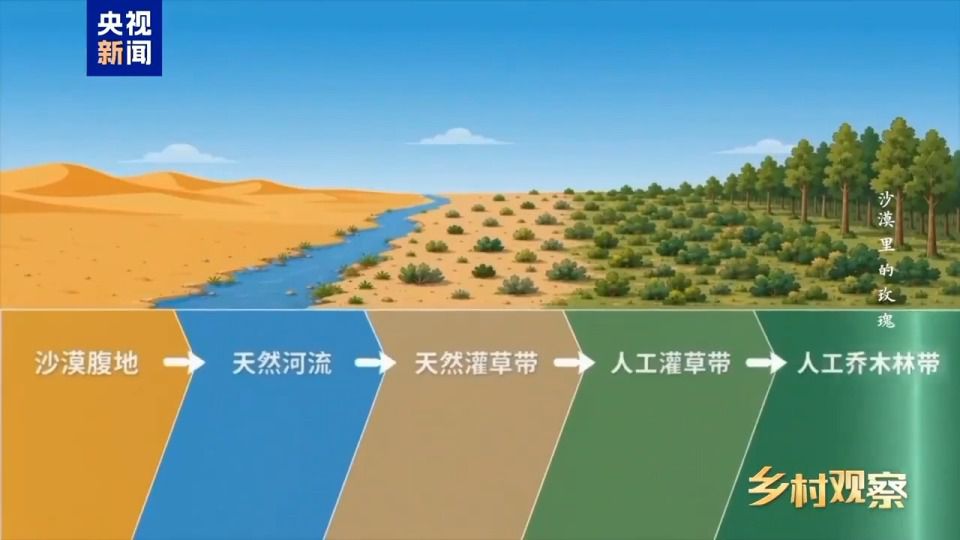 和田8万亩沙漠玫瑰进入采收期 科学治沙与产业开发并行  第11张