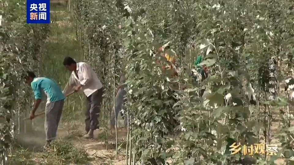 和田8万亩沙漠玫瑰进入采收期 科学治沙与产业开发并行  第15张