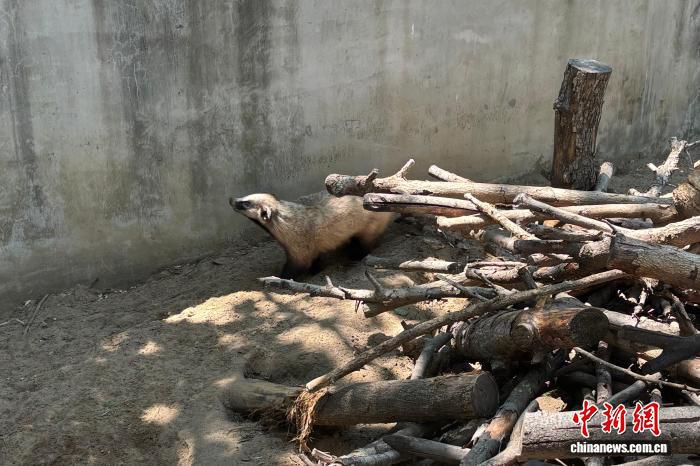 北京市野生动物救护中心夏季日均接报逾百次 中华斑羚现身房山城区  第2张