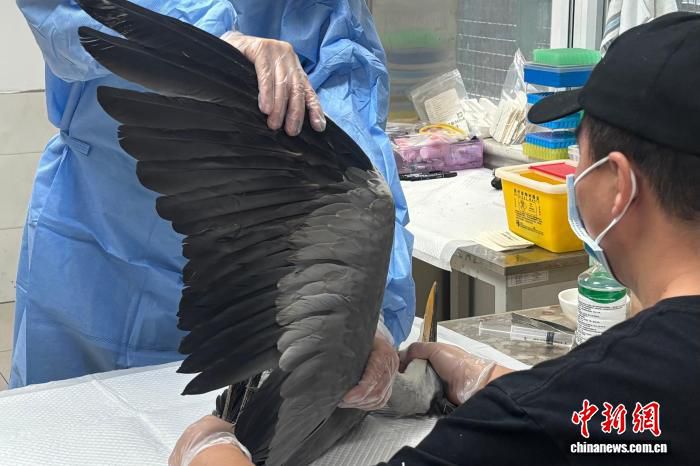 北京市野生动物救护中心夏季日均接报逾百次 中华斑羚现身房山城区