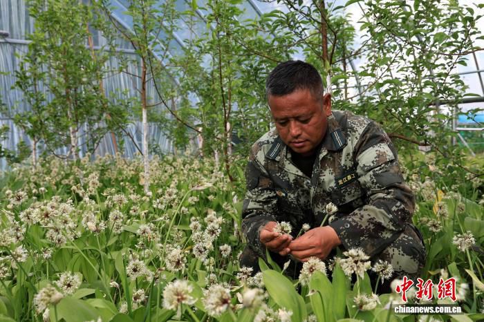 伐木工转型寒葱采收能手 沾河林区年加工量突破百吨  第2张