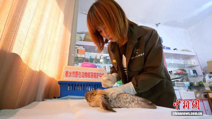 河北衡水红隼幼鸟获救 预计15天后放归野外
