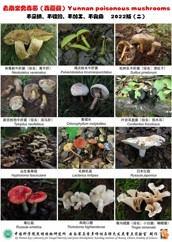 云南发布2026版野生菌中毒风险地图 一男子食用见手青后攀爬27楼外墙  第2张