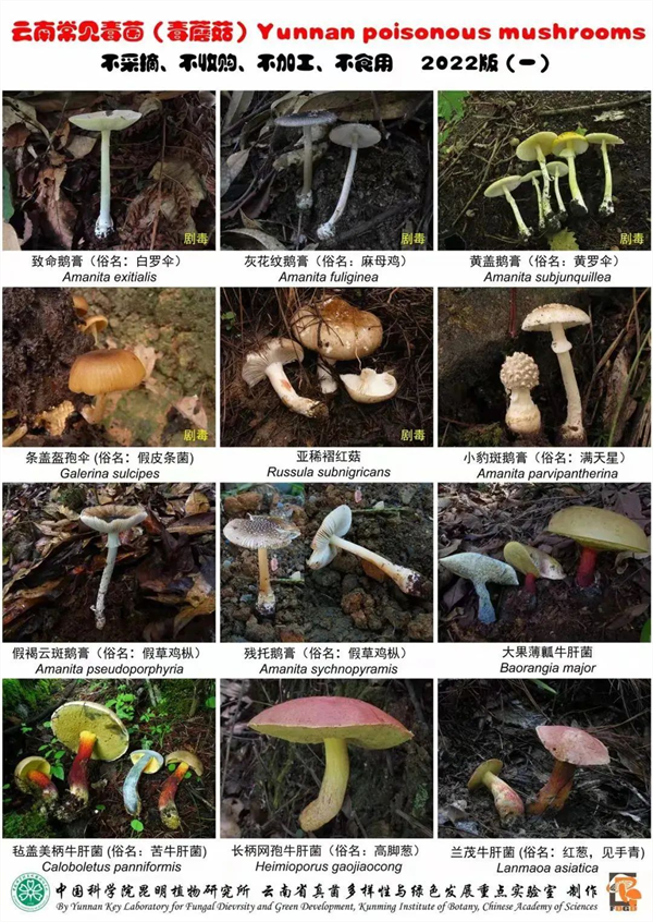 云南发布2026版野生菌中毒风险地图 一男子食用见手青后攀爬27楼外墙