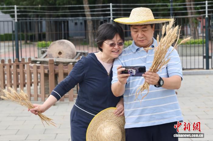 先农坛2026年夏收活动12日开镰 市民走进“一亩三分地”体验麦收  第3张