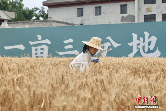 先农坛2026年夏收活动12日开镰 市民走进“一亩三分地”体验麦收  第2张