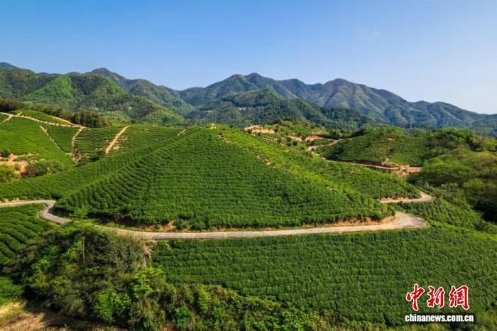 浙江西施石笕茶品牌化带动茶农增收