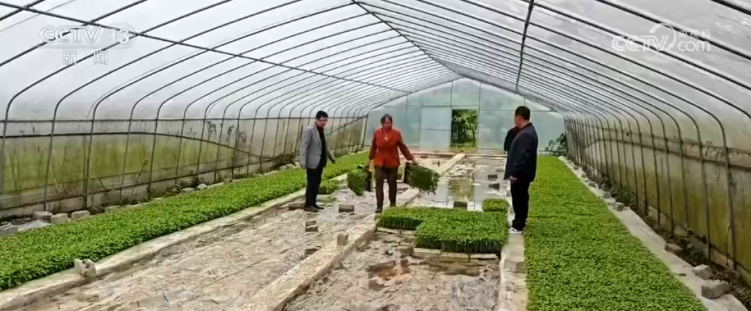 夏雨润黔北 遵义新蒲新区400余户农户辣椒苗长势良好