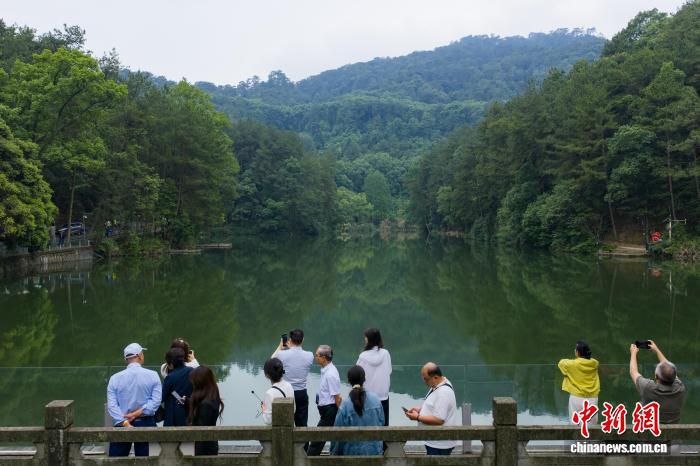 海外华媒侨领参访重庆黛湖 探访北碚缙云山生态修复现状  第1张