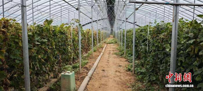 金融支持台头西瓜产业发展 联名与设施升级拓宽销售渠道  第2张