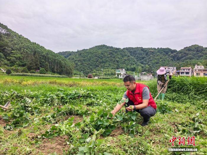 广西德保燕峒乡保堂村发展白皮紫薯种植 村民田间劳作实现就近增收
