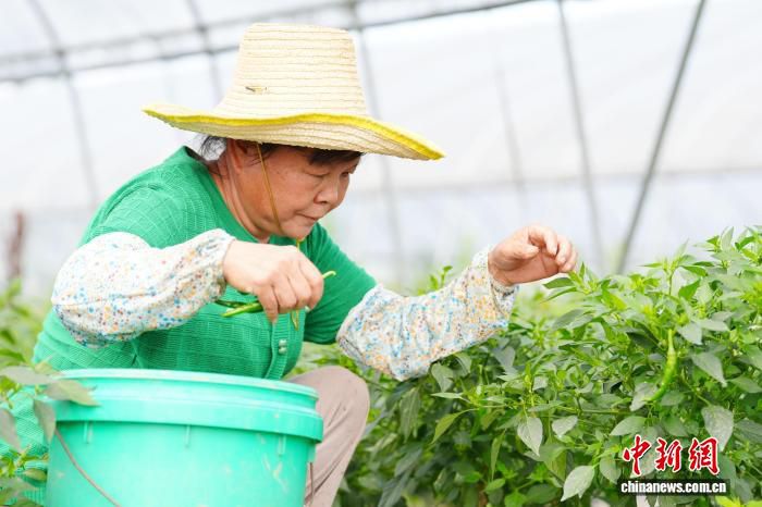 “长研青香”售价达每公斤198元 非洲学员赴长沙考察辣椒种植技术