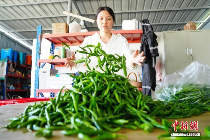 “长研青香”售价达每公斤198元 非洲学员赴长沙考察辣椒种植技术  第2张