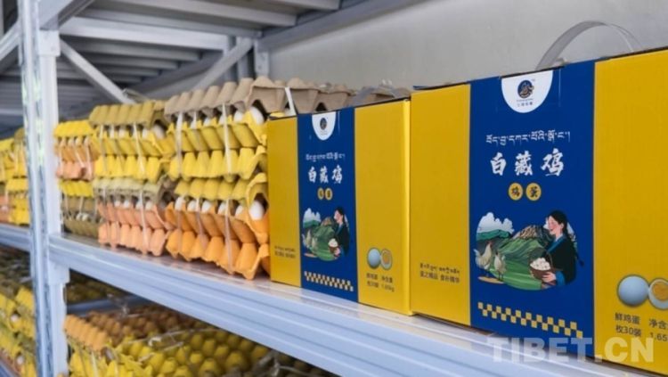 拉萨市德阳村林下养殖5000余只藏白鸡  第2张