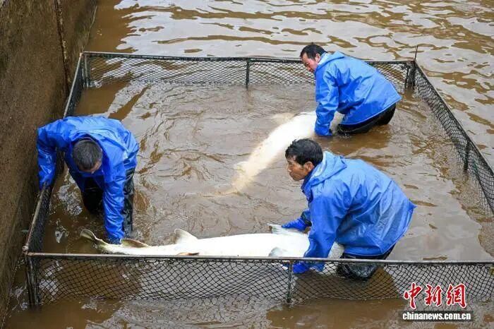 全球市场流通的“黑月光”食品以珍珠母贝勺盛装供应  第3张