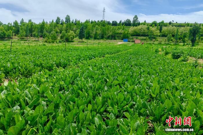 宁夏泾源冷凉蔬菜首次规模化直供沿海一线城市