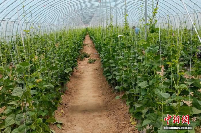 山西灵丘引入设施大棚技术 豆角错季种植提升田间产值