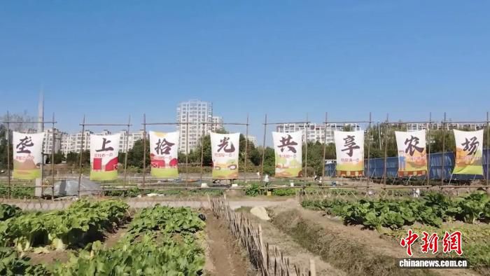扬州广陵汤汪“垄上拾光”共享农场：半年间荒地变身都市田园会客厅