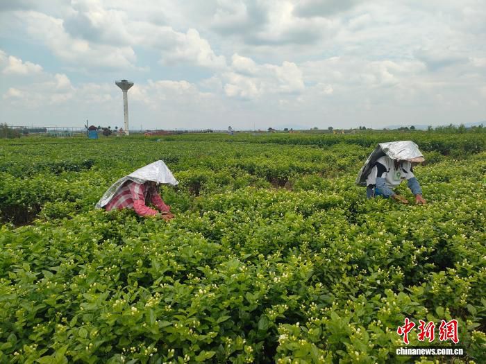 广西横州“数字茉莉”平台集成AI测产与病虫害识别 覆盖12万亩花田