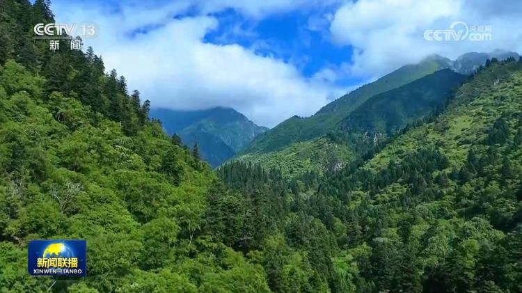 大熊猫国家公园泥巴山廊道连续七年记录熊猫带崽影像  第2张