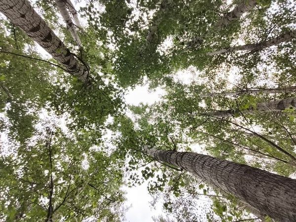 荣耀600系列发布 聚焦中端旗舰体验 荣耀600 Pro在影像与续航上创新  第9张