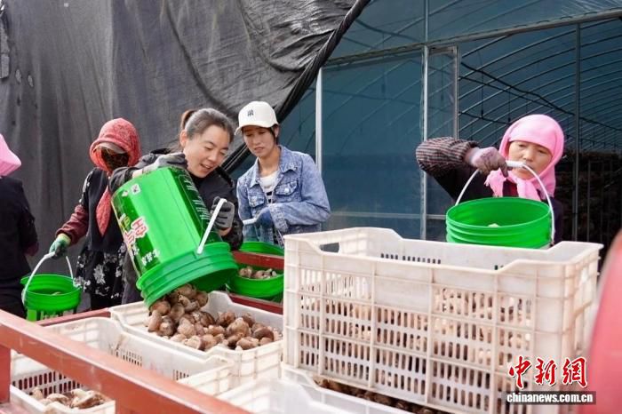宁夏泾源县菌菇基地迎来丰产季 标准化设施带动群众稳收  第2张