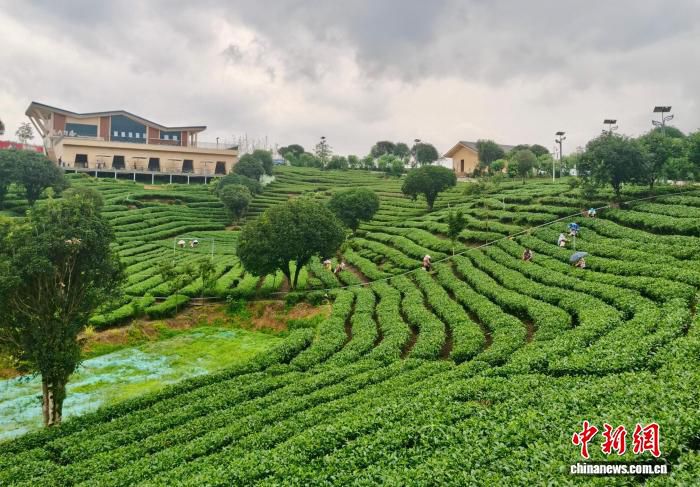 海外华文媒体参访团走进贺州 探访茶旅融合与生态文旅