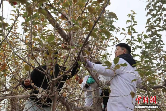 新疆阿克苏冰糖心苹果研究所与精深加工实验室启用 推动次果高值化利用