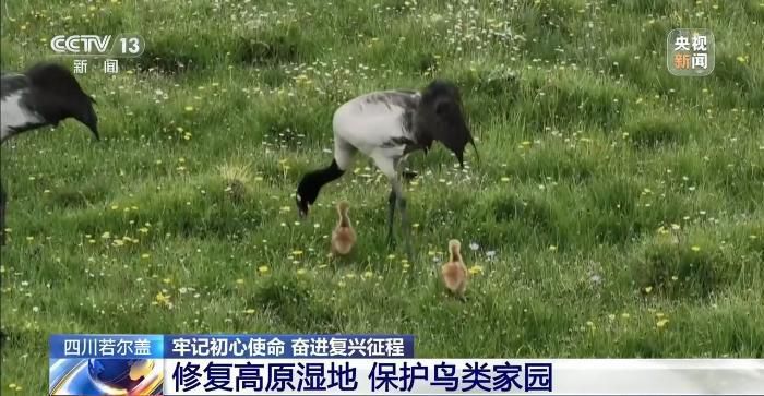 牢记初心使命 奋进复兴征程丨铭记长征精神 看若尔盖的红色传承与绿色新生  第14张