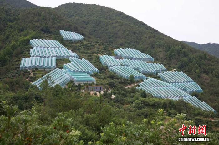 缙云东魁杨梅36颗售价300余元 最快六月中旬进入上海市场