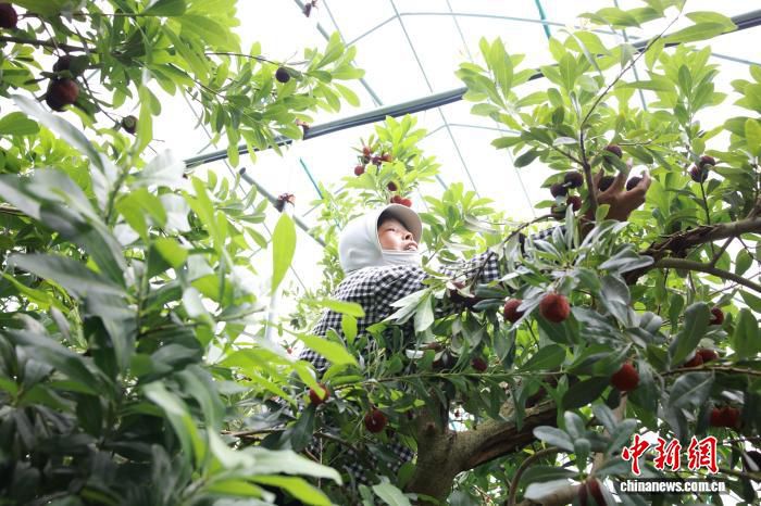缙云东魁杨梅36颗售价300余元 最快六月中旬进入上海市场  第2张