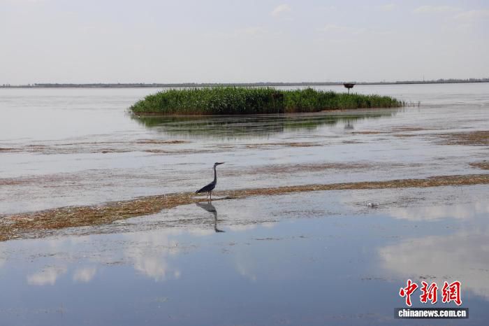 乌梁素海生态治理显效 352平方公里湿地水质逐年改善
