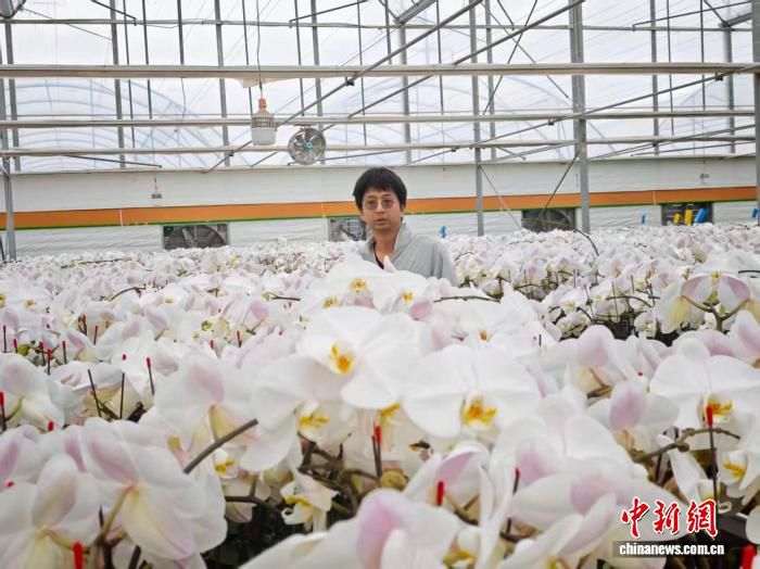 越南侨眷武亦旋在云南开远投资超2000万元培育蝴蝶兰产业