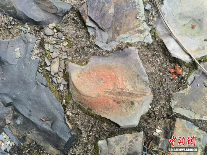 粤赣古驿道路段发现嵌石古植物叶片化石 由恐龙研究所人员考察时意外获得